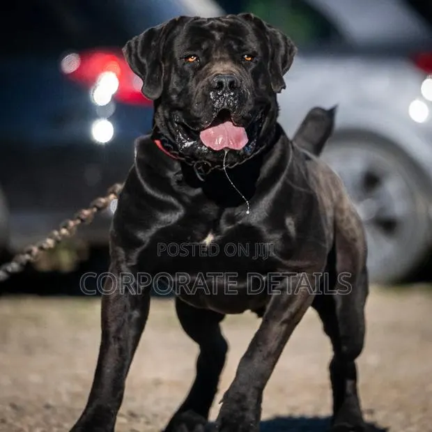 1+ year Male Purebred Boerboel · Photo 1