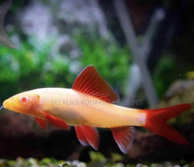 Grade a Colorful Rainbow Shark · Photo 1