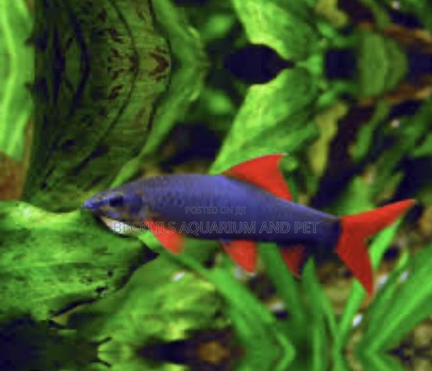 Grade a Colorful Rainbow Shark · Photo 3