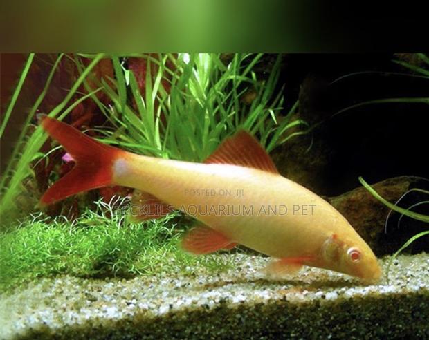 Grade a Colorful Rainbow Shark · Photo 2