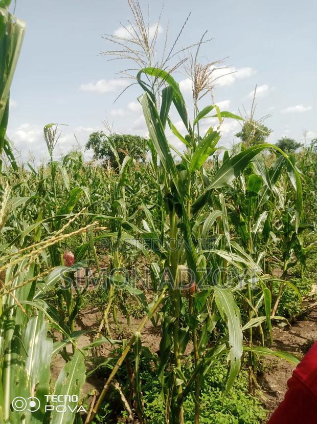 3000 Acres of Farm Land for Sale · Photo 4