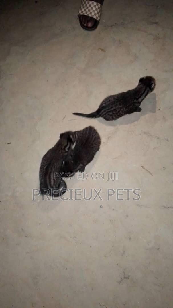 0-1 month Male Purebred cevit cat · Photo 3