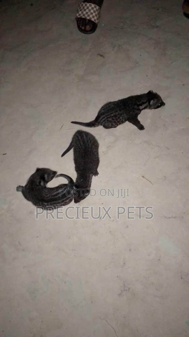 0-1 month Male Purebred cevit cat · Photo 2