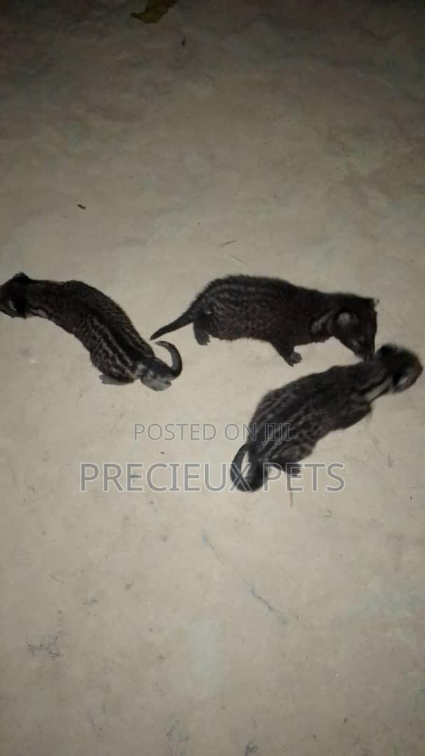 0-1 month Male Purebred cevit cat · Photo 1