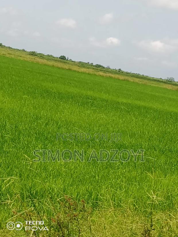 Rice Land for Rent Close to Volta Lake · Photo 3