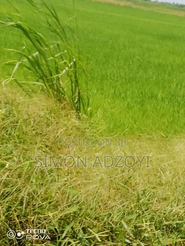 Rice Land for Rent Close to Volta Lake · Photo 4