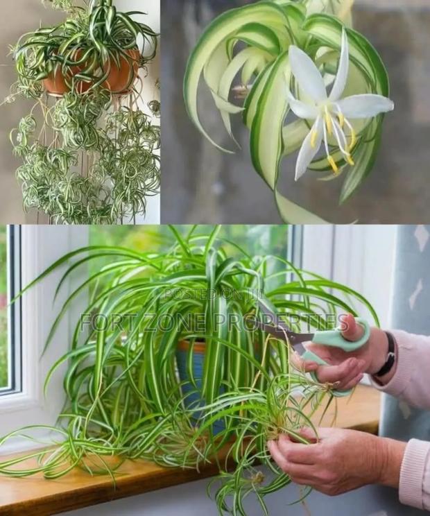 Home Flowering Services With Cleantex · Photo 2