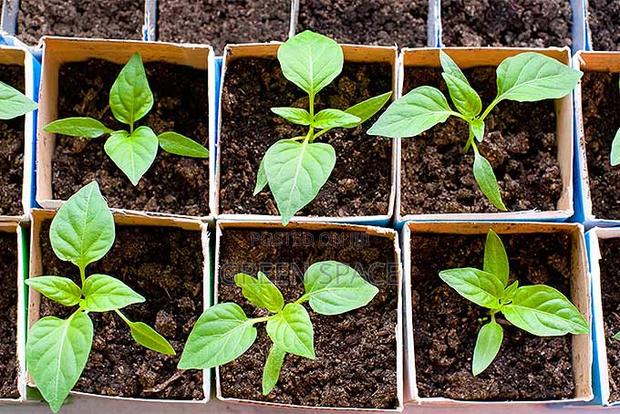 Vegetable Plant And Seeds For Sale · Photo 2