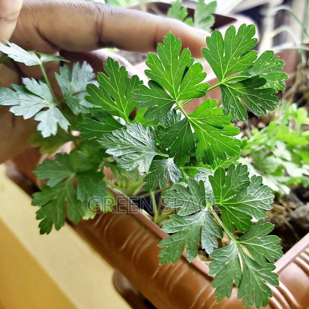 Vegetable Plant And Seeds For Sale