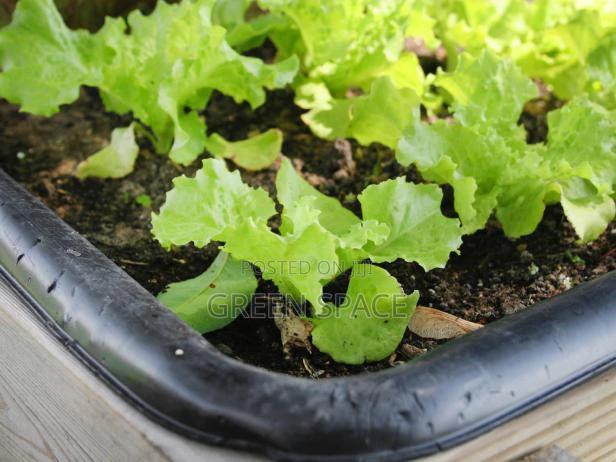 Vegetable Plant And Seeds For Sale · Photo 6