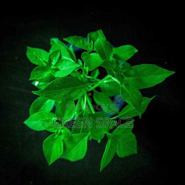 Vegetable Plant And Seeds For Sale · Photo 4