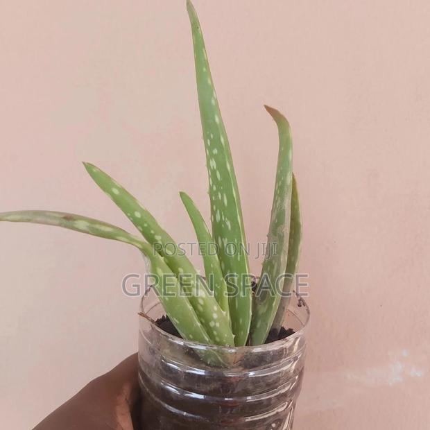 Vegetable Plant And Seeds For Sale · Photo 3
