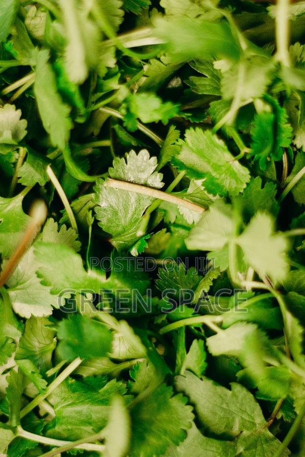 Parsley Seeds for Sale · Photo 1