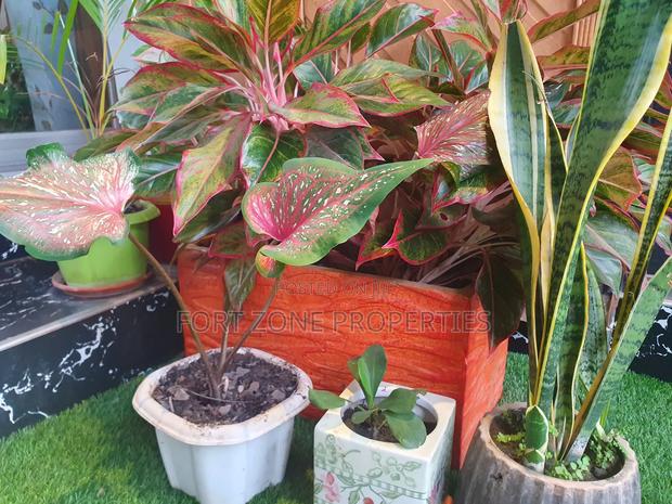 Cleantex Landscaping and Flowering Services With Cleantex · Photo 3