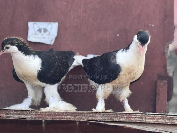 1 Pair of Black White Lahore Pigeons · Photo 3