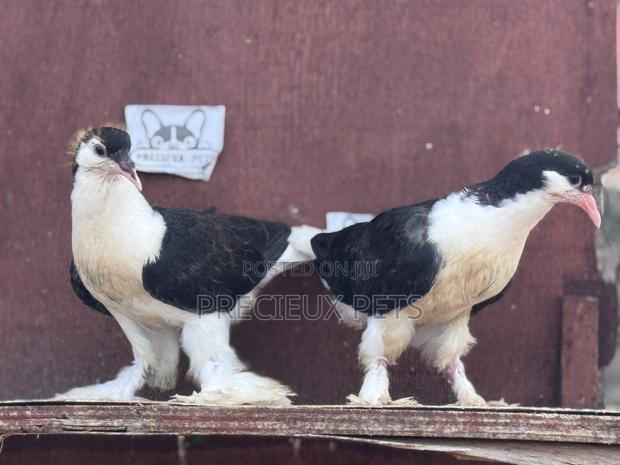 1 Pair of Black White Lahore Pigeons · Photo 1