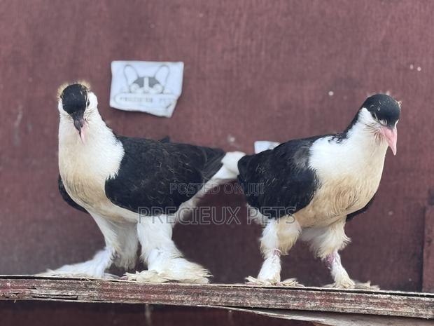 1 Pair of Black White Lahore Pigeons · Photo 4