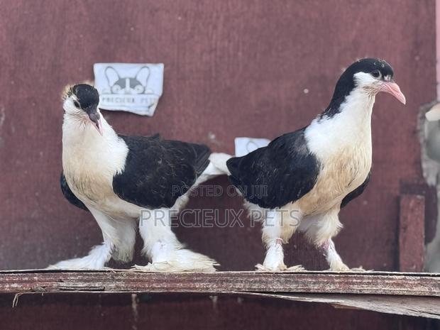 1 Pair of Black White Lahore Pigeons · Photo 2