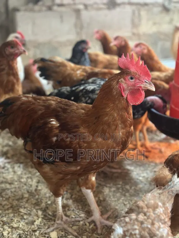 Poultry Chicken for Sale at Cool Price · Photo 1