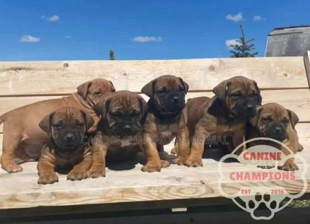1-3 months Female Purebred Boerboel · Photo 1