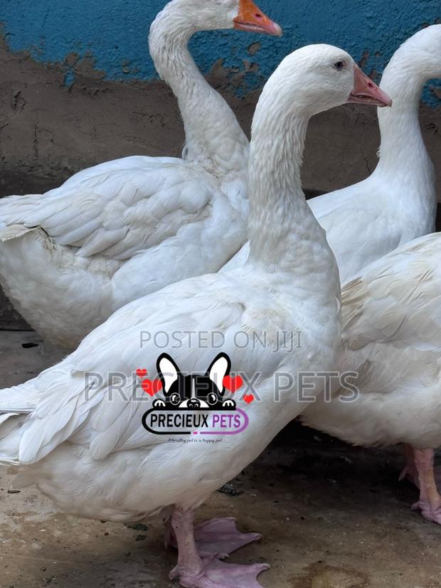Domestic Goose / Geese (Females) · Photo 1