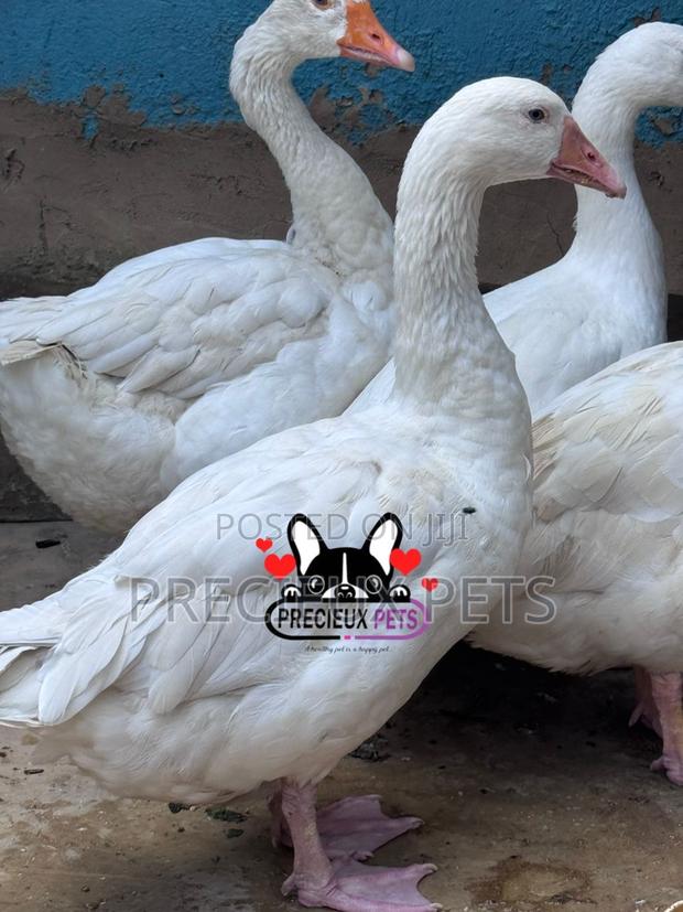 Domestic Goose / Geese (Females) · Photo 2