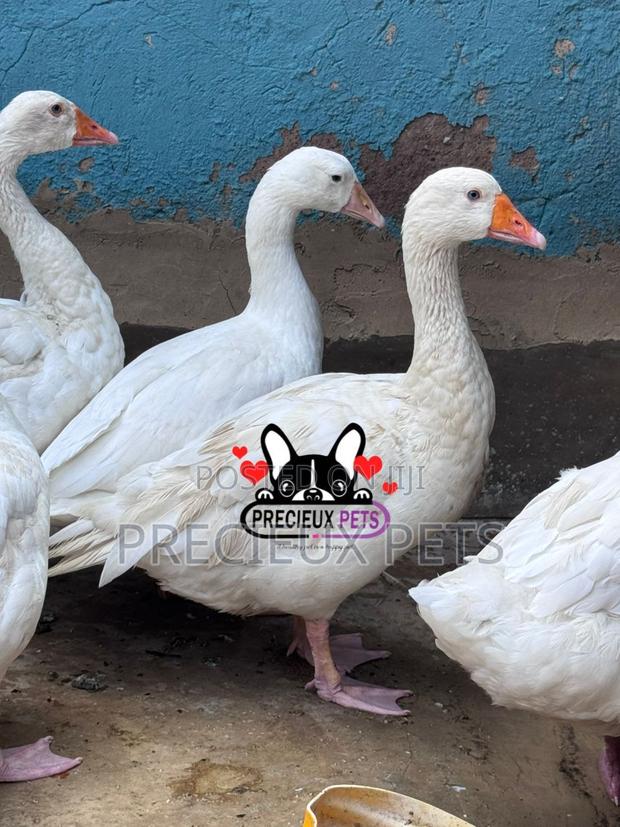 Domestic Goose / Geese (Females) · Photo 4
