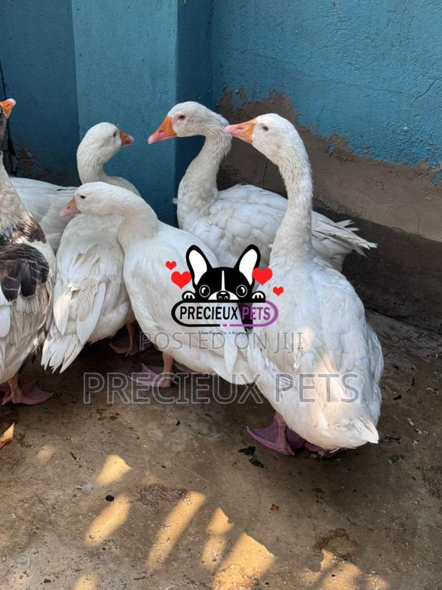 Domestic Goose / Geese (Females) · Photo 3