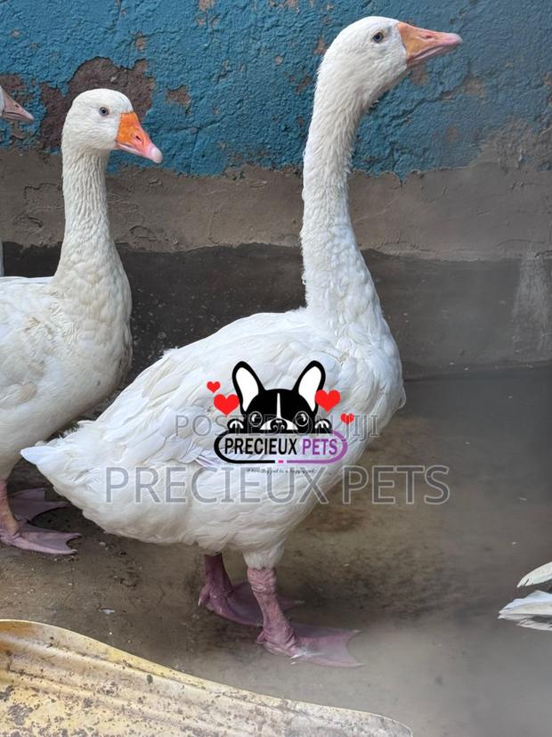 Domesticated Geese / Goose (Males) · Photo 1