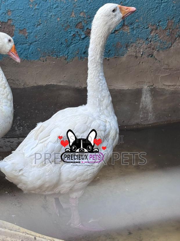 Domesticated Geese / Goose (Males) · Photo 2
