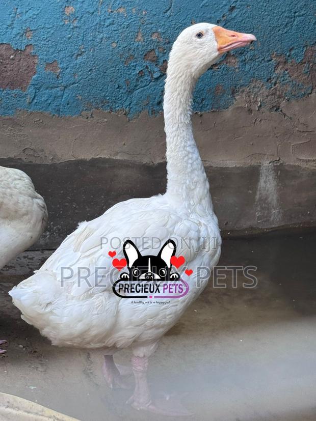 Domesticated Geese / Goose (Males) · Photo 3