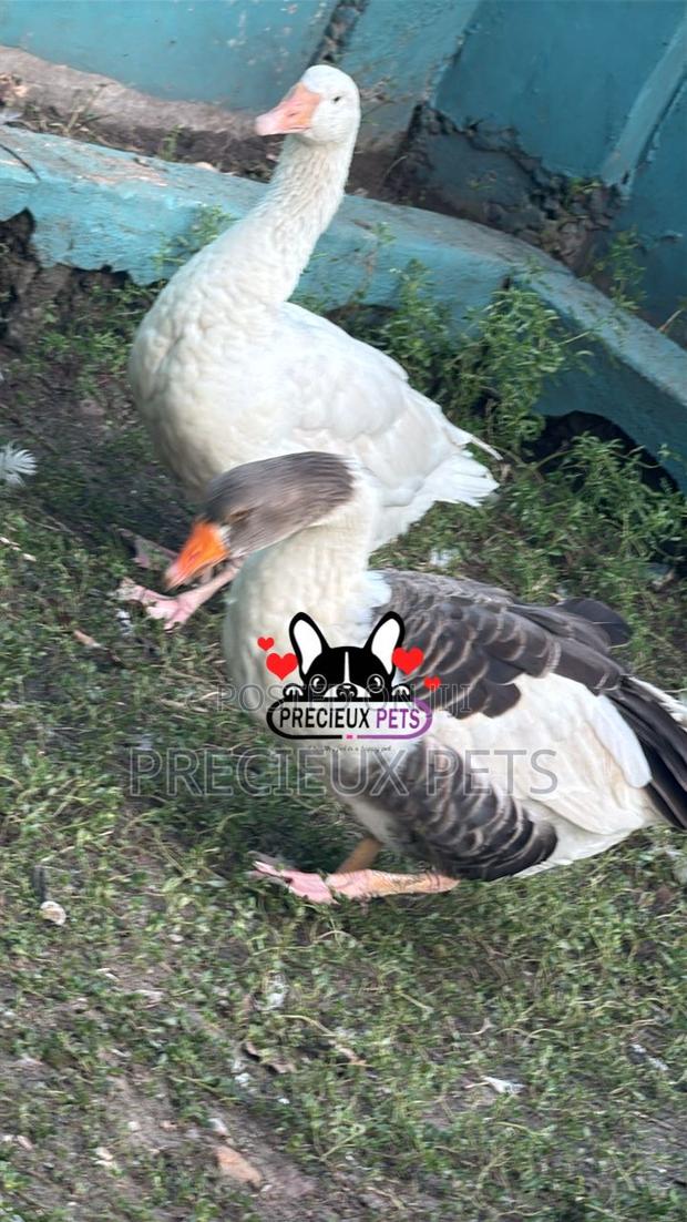 Domesticated Goose · Photo 1