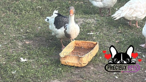 Domesticated Goose · Photo 4