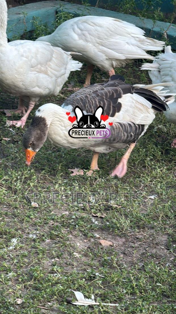 Domesticated Goose · Photo 2