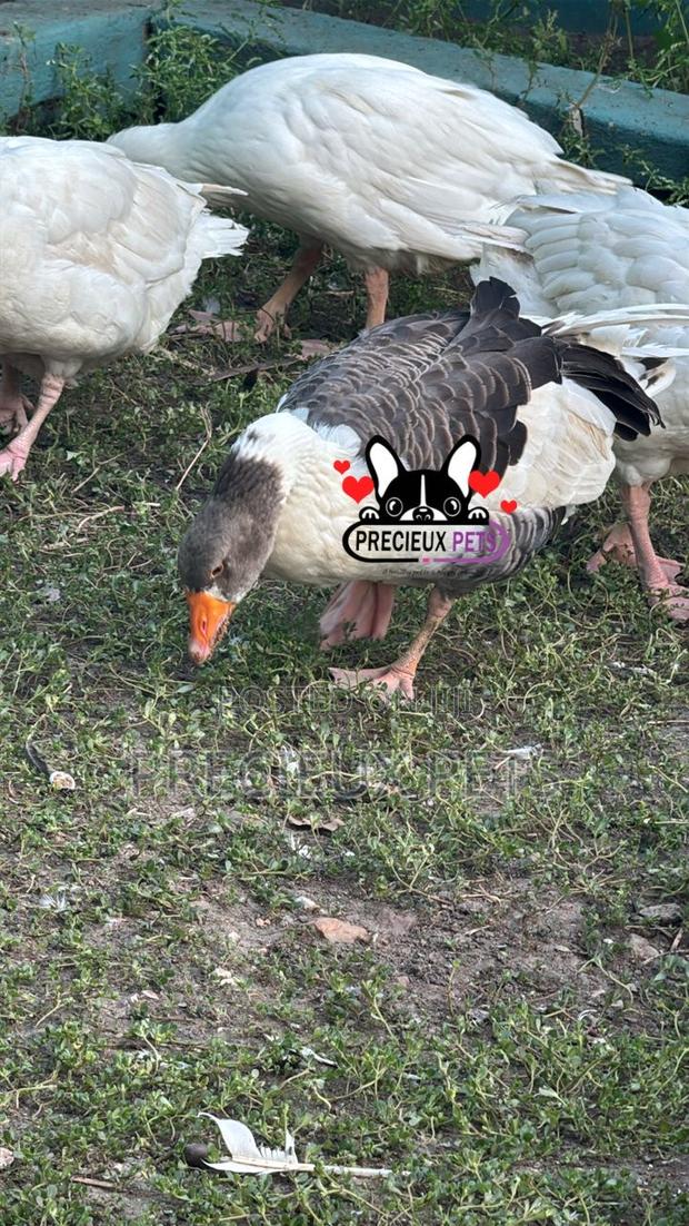 Domesticated Goose · Photo 3