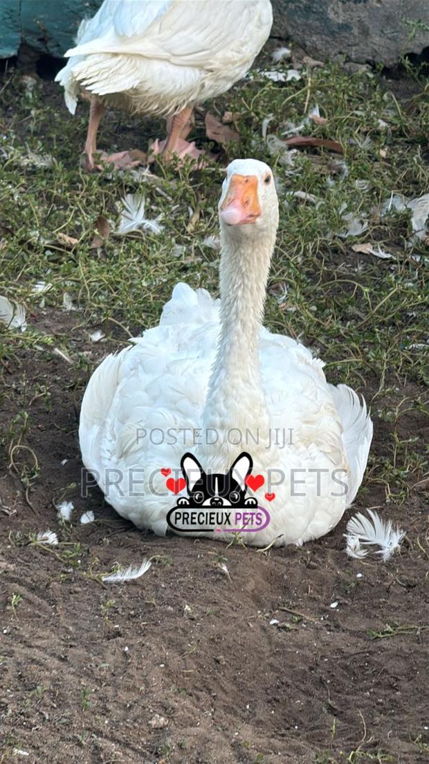 Domesticated Goose (Male Female) · Photo 1