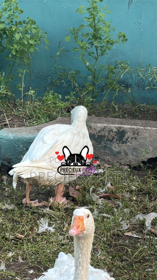 Domesticated Goose (Male Female) · Photo 2