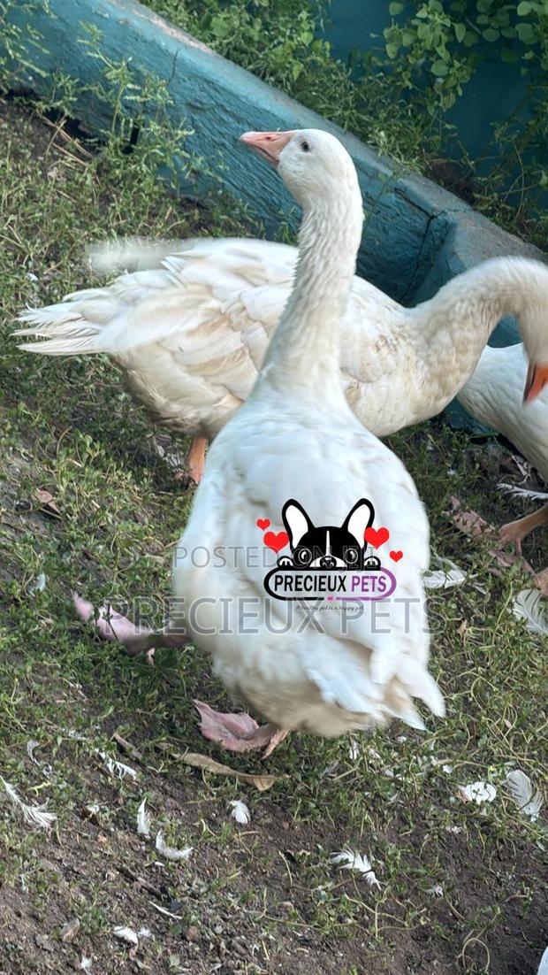Domesticated Goose (Male Female) · Photo 4