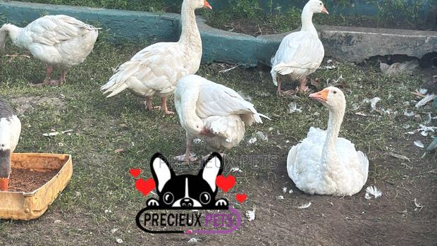 Domesticated Goose (Male Female) · Photo 3