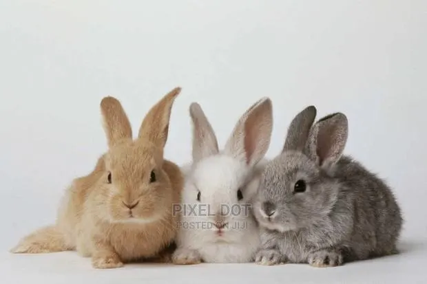 Rabbits for Sale · Photo 1
