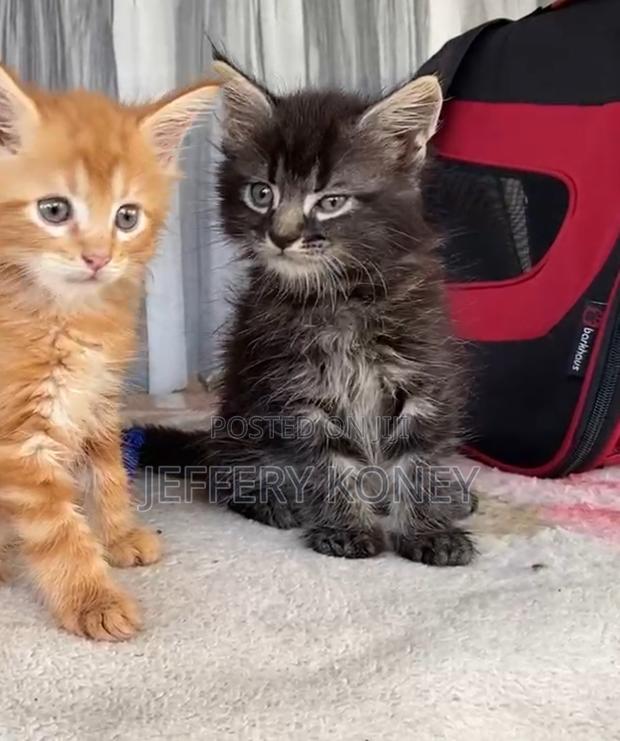 1-3 months Male Purebred Maine Coon · Photo 3