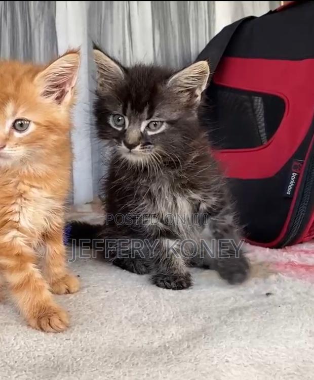 1-3 months Male Purebred Maine Coon · Photo 2