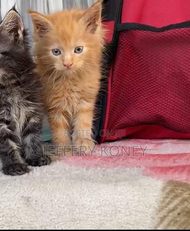 1-3 months Male Purebred Maine Coon · Photo 1