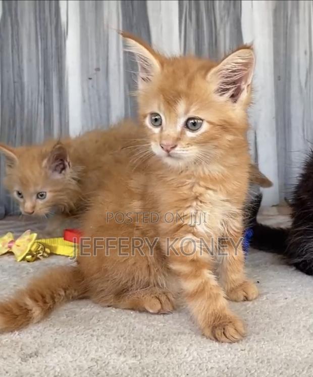 1-3 months Male Purebred Maine Coon · Photo 1