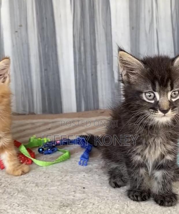 1-3 months Male Purebred Maine Coon · Photo 2