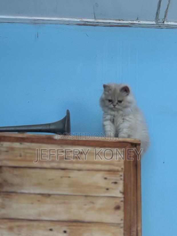 1-3 months Female Purebred Persian · Photo 1
