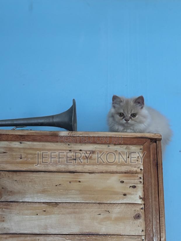 1-3 months Female Purebred Persian · Photo 2