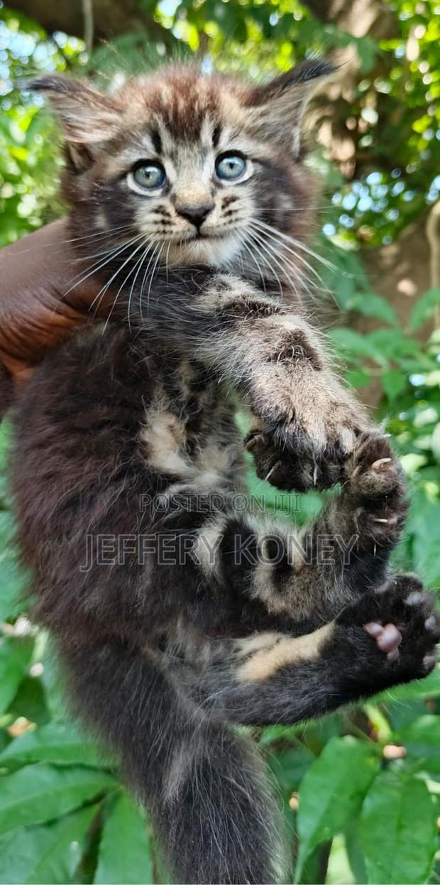 1-3 months Male Purebred Maine Coon · Photo 1
