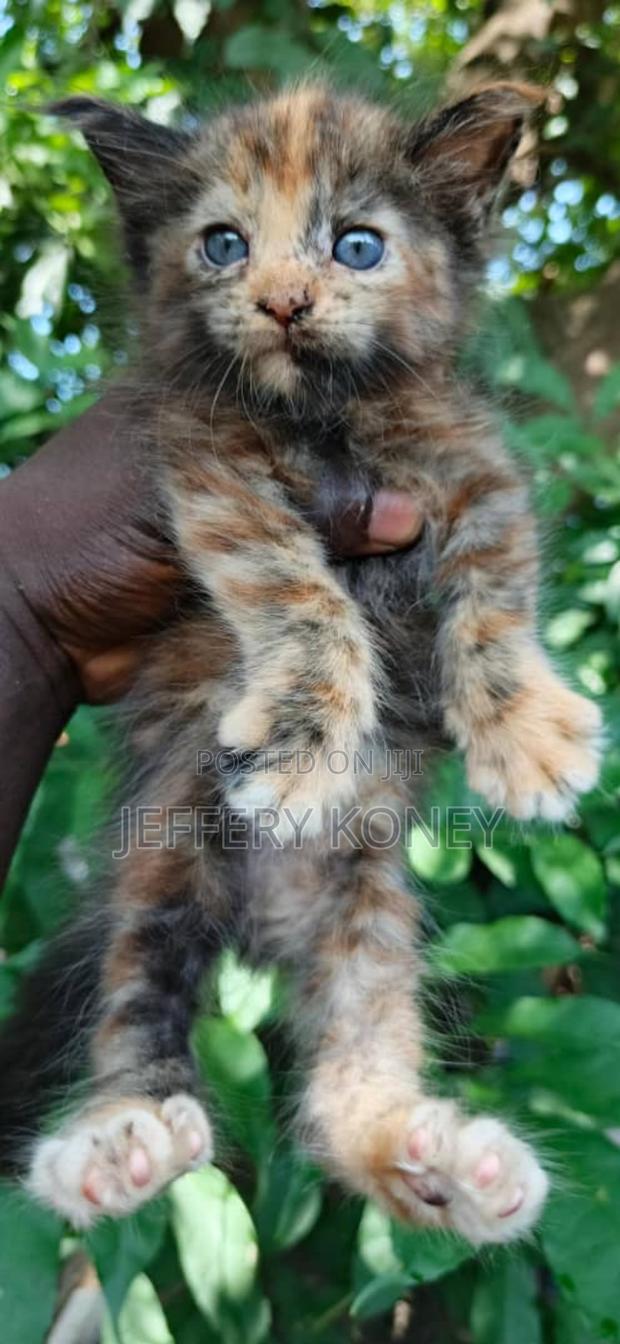 1-3 months Male Purebred Maine Coon · Photo 2