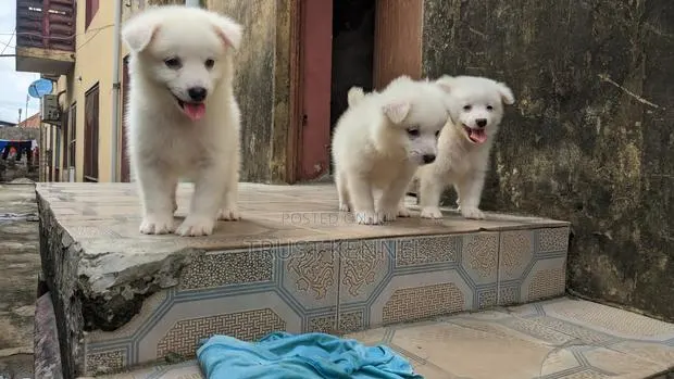 1-3 months Male Purebred American Eskimo · Photo 1